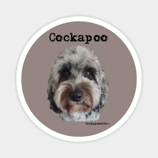 Merle Cockapoo / Spoodle and Doodle Dog Magnet